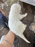 Ghost, a male Great Pyrenees and Labrador Retriever for sale in Wrens, GA – Photo 2 of 6