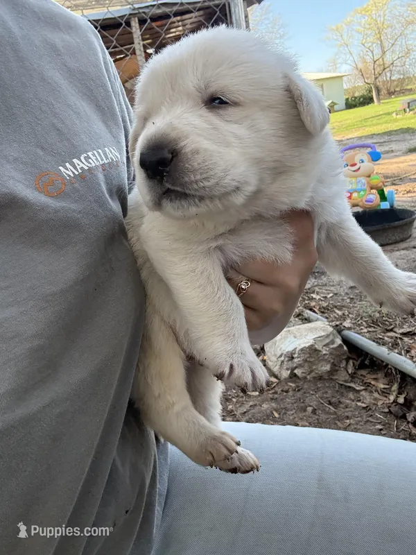 Ghost – Great Pyrenees, Labrador Retriever puppy for sale in Wrens, GA