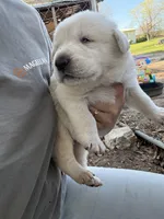 Ghost, a male Great Pyrenees and Labrador Retriever for sale in Wrens, GA – Photo 1 of 6