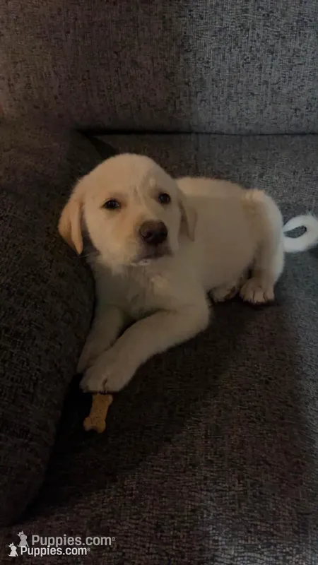 Ghost – Great Pyrenees, Labrador Retriever puppy for sale in Wrens, GA