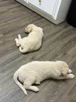 Ghost, a male Great Pyrenees and Labrador Retriever for sale in Wrens, GA – Photo 4 of 6