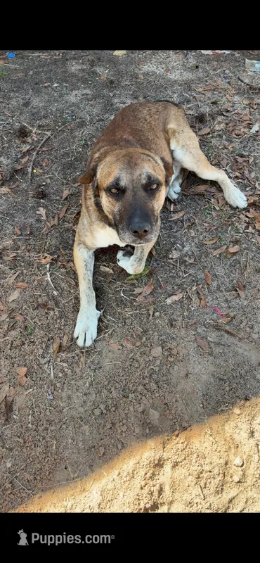 Buddy (FREE), a male American Pit Bull Terrier and Mountain Cur for sale in Augusta, GA – Photo 1 of 1