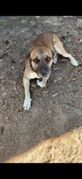 Buddy (FREE), a male American Pit Bull Terrier and Mountain Cur for sale in Wrens, GA – 1 of 1