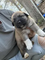 Max, a male Great Pyrenees and Labrador Retriever for sale in Wrens, GA – Photo 1 of 2