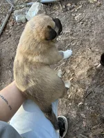 Max, a male Great Pyrenees and Labrador Retriever for sale in Wrens, GA – Photo 2 of 2