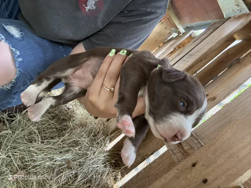Daisy – American Pit Bull Terrier, Pointer puppy for sale in Wrens, GA