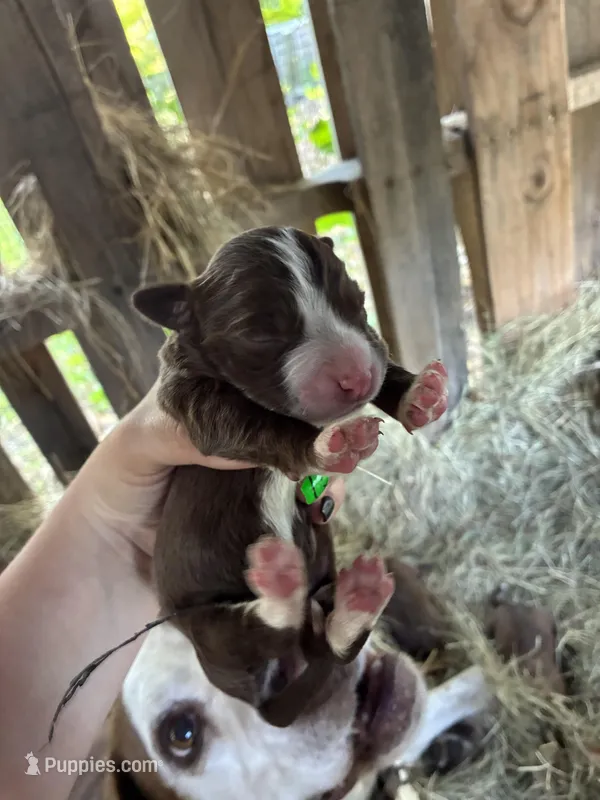 Daisy – Pointer, Mountain Cur puppy for sale in Augusta, GA