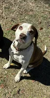 Daisy, a female American Pit Bull Terrier and Pointer for sale in Wrens, GA – Photo 2 of 2