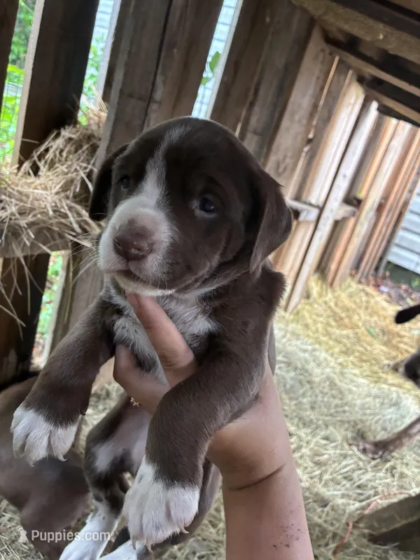 Daisy – American Pit Bull Terrier, Pointer puppy for sale in Wrens, GA
