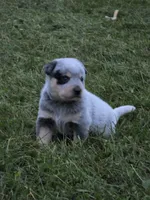 Blue Boy, a male Australian Cattle Dog for sale in Epsom, NH – 5 of 5