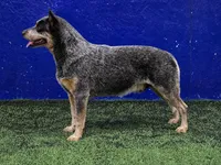 Blue Boy, a male Australian Cattle Dog for sale in Epsom, NH – 2 of 5