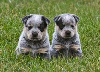 Blue Boy, a male Australian Cattle Dog for sale in Epsom, NH – 4 of 5