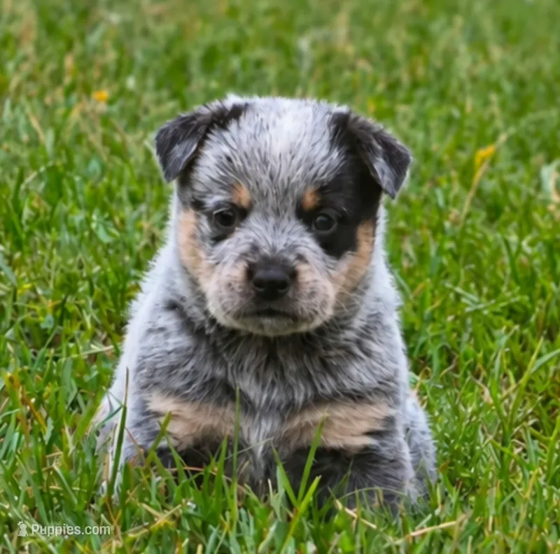 Blue Boy – Australian Cattle Dog puppy for sale in Epsom, NH