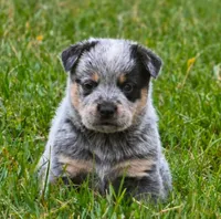 Blue Boy, a male Australian Cattle Dog for sale in Epsom, NH – 1 of 5