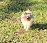 AKC Larry OFA/CHIC CERTIFIED EMBARK TRSTED, a male Pomeranian for sale in Angleton, TX – 3 of 5