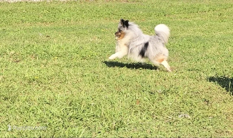 AKC Larry OFA/CHIC CERTIFIED EMBARK TRSTED – Pomeranian puppy for sale in Angleton, TX