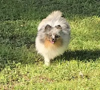 AKC Larry OFA/CHIC CERTIFIED EMBARK TRSTED, a male Pomeranian for sale in Angleton, TX – 2 of 5