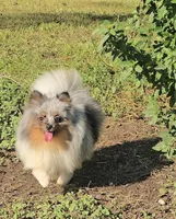 AKC Larry OFA/CHIC CERTIFIED EMBARK TRSTED, a male Pomeranian for sale in Angleton, TX – 5 of 5