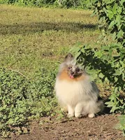 AKC Larry OFA/CHIC CERTIFIED EMBARK TRSTED, a male Pomeranian for sale in Angleton, TX – 4 of 5