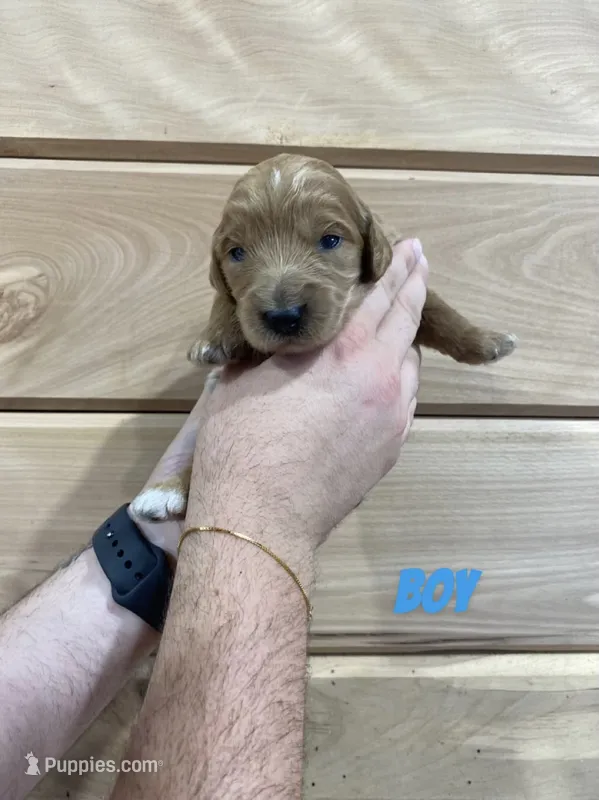 Male 1 – Miniature Goldendoodle puppy for sale in Syracuse, IN