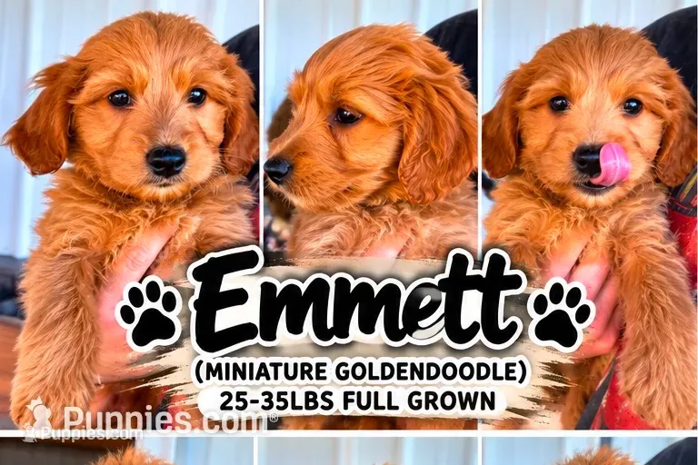 Emmett – Miniature Goldendoodle puppy for sale in Syracuse, IN