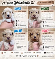 Dylan, a male Poodle - Toy  for sale in Syracuse, IN – 2 of 2