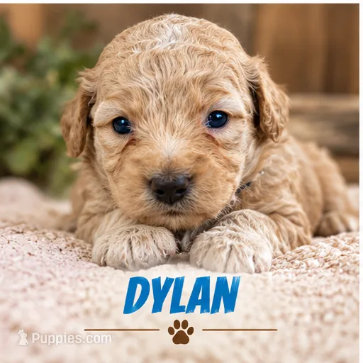 Dylan – Poodle - Toy  puppy for sale in Syracuse, IN