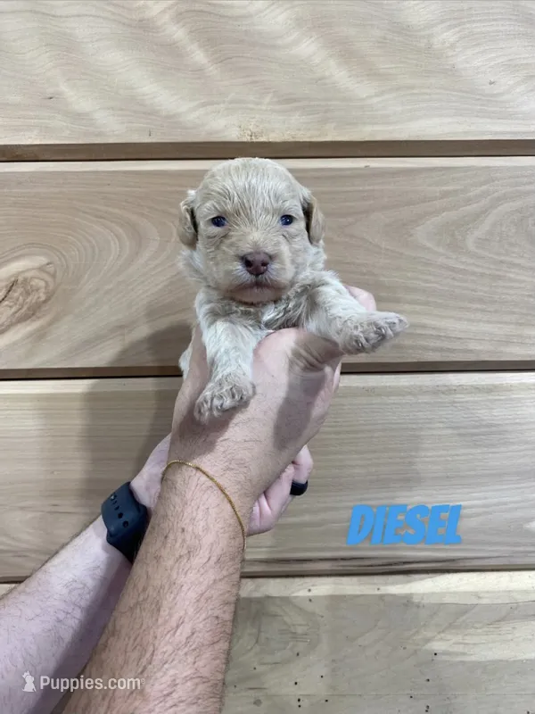 Diesel – Miniature Goldendoodle puppy for sale in Syracuse, IN