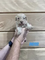 Diesel, a male Miniature Goldendoodle for sale in Syracuse, IN – 1 of 1