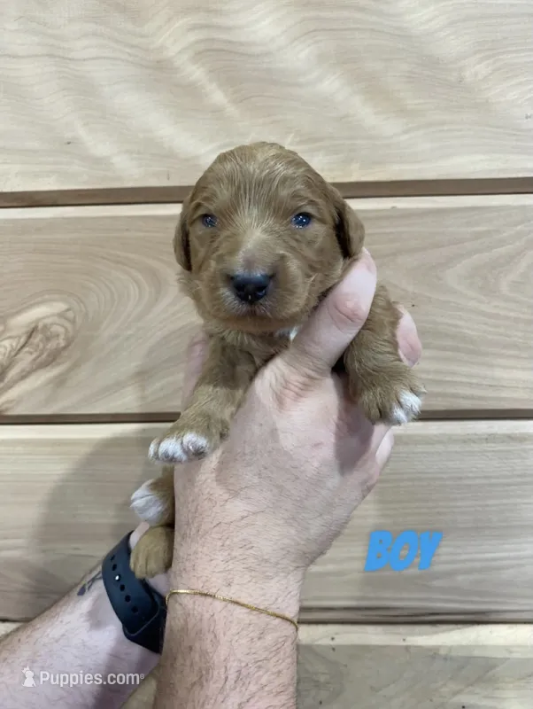 Male 3 – Miniature Goldendoodle puppy for sale in Syracuse, IN