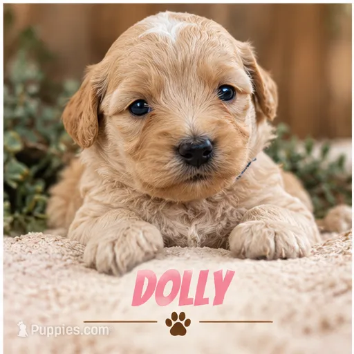 Dolly – Poodle - Toy  puppy for sale in Syracuse, IN