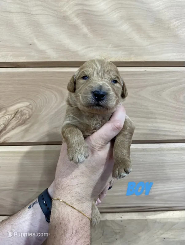 Male 4 – Miniature Goldendoodle puppy for sale in Syracuse, IN