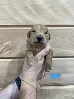 Male 4, a male Miniature Goldendoodle for sale in Syracuse, IN – 1 of 1
