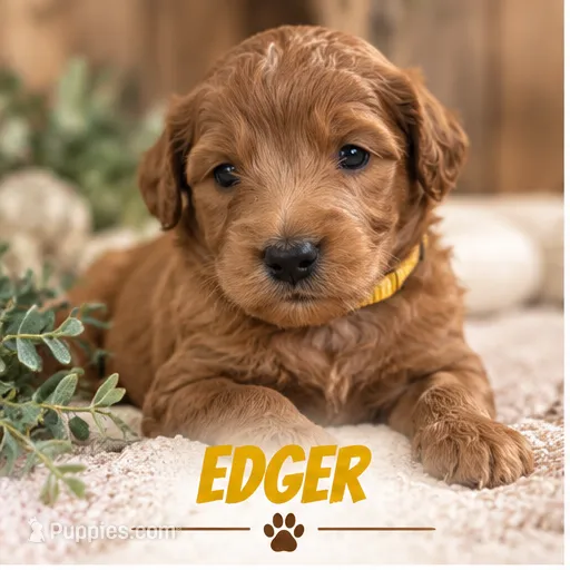 Male 3 – Miniature Goldendoodle puppy for sale in Syracuse, IN