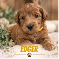 Edger, a male Miniature Goldendoodle for sale in Syracuse, IN – 1 of 2