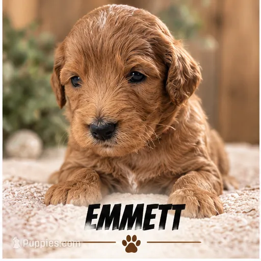 Male 1 – Miniature Goldendoodle puppy for sale in Syracuse, IN