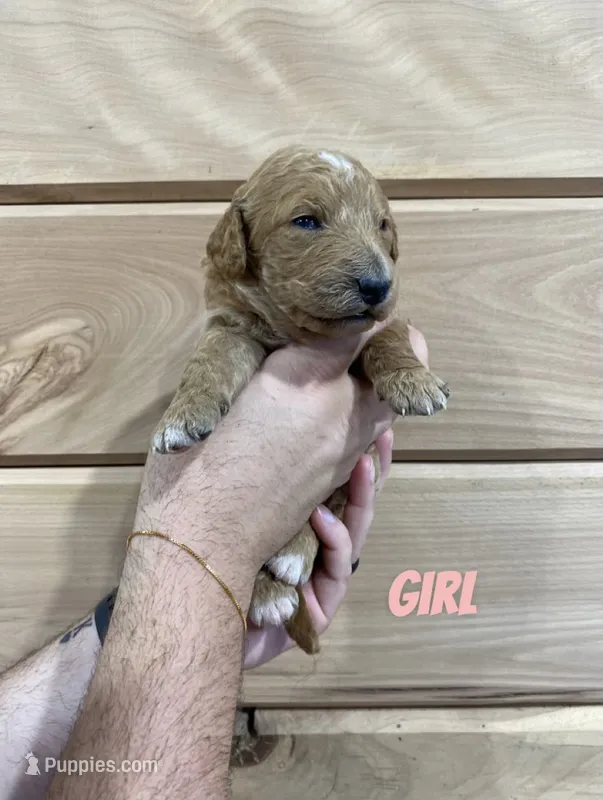 Female 1 – Miniature Goldendoodle puppy for sale in Syracuse, IN