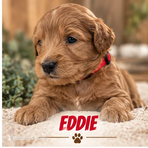 Male 2 – Miniature Goldendoodle puppy for sale in Syracuse, IN