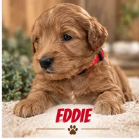 Eddie, a male Miniature Goldendoodle for sale in Syracuse, IN – 1 of 2