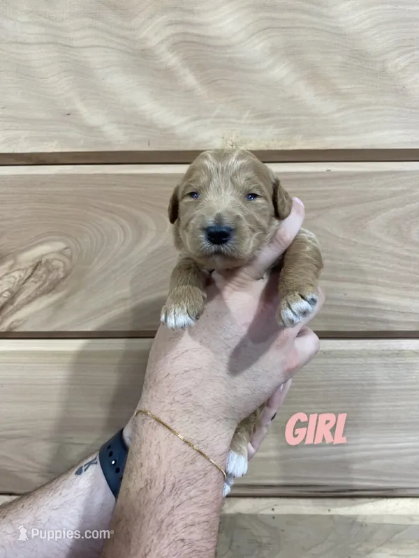 Female 2 – Miniature Goldendoodle puppy for sale in Syracuse, IN