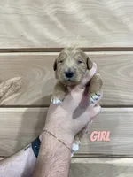 Female 2, a female Miniature Goldendoodle for sale in Syracuse, IN – 1 of 1
