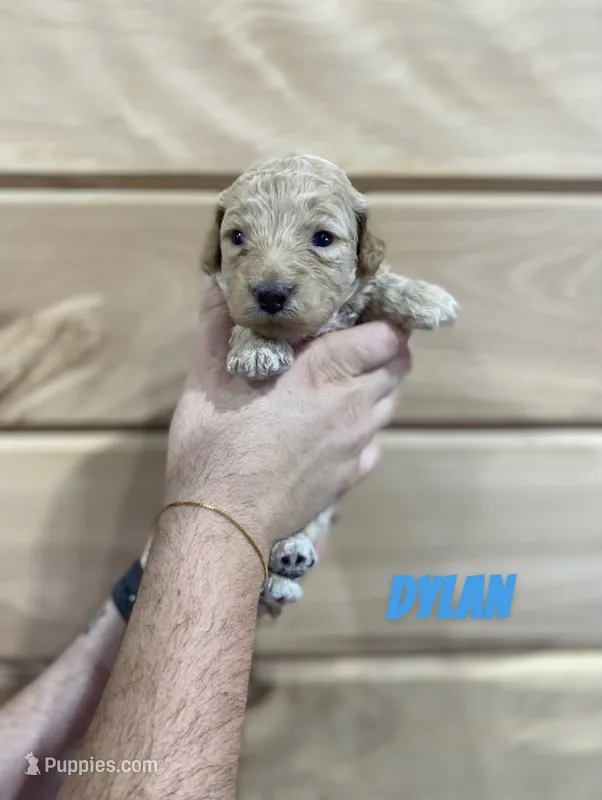 Dylan – Miniature Goldendoodle puppy for sale in Syracuse, IN