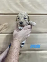 Dylan, a male Miniature Goldendoodle for sale in Syracuse, IN – 1 of 1