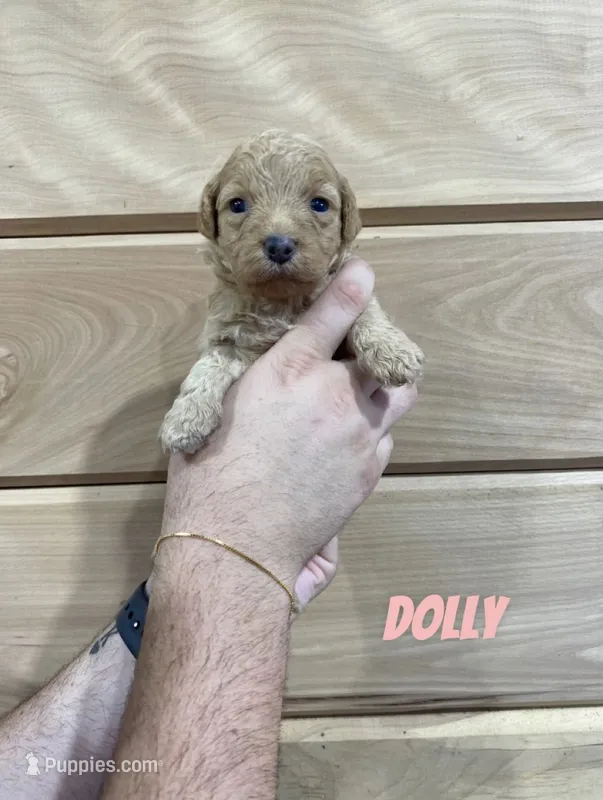 Dolly – Miniature Goldendoodle puppy for sale in Syracuse, IN