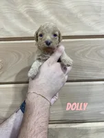 Dolly, a female Miniature Goldendoodle for sale in Syracuse, IN – 1 of 1