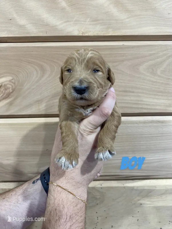 Male 2 – Miniature Goldendoodle puppy for sale in Syracuse, IN