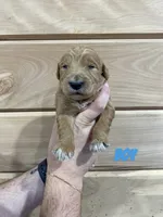 Male 2, a male Miniature Goldendoodle for sale in Syracuse, IN – 1 of 1