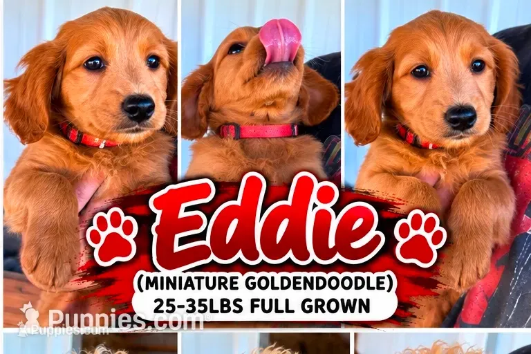 Eddie – Miniature Goldendoodle puppy for sale in Syracuse, IN