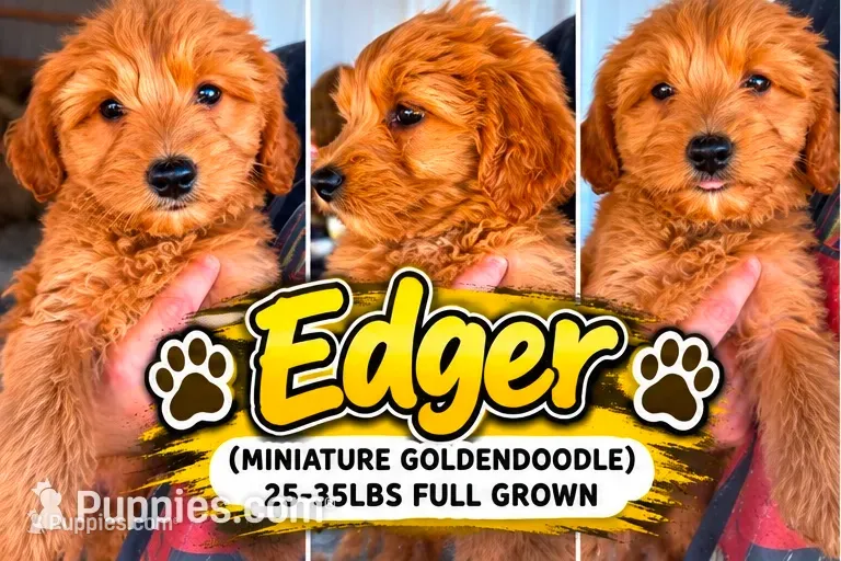 Edger – Miniature Goldendoodle puppy for sale in Syracuse, IN