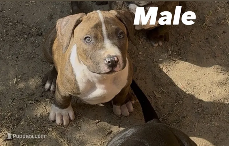Duck – American Pit Bull Terrier puppy for sale in Burbank, CA